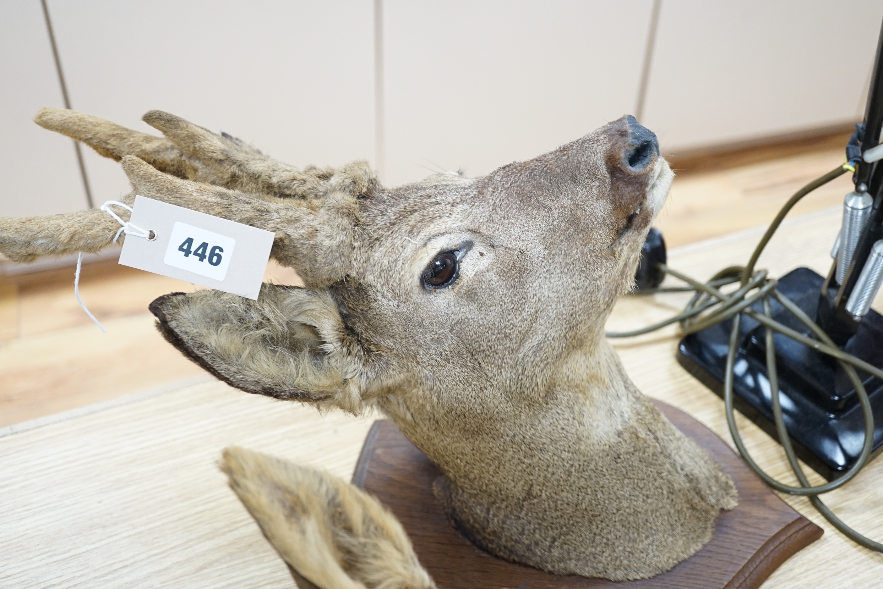 Two taxidermic mounted deer heads, tallest 55.5cm high
